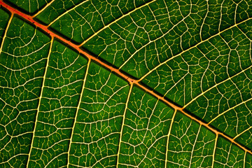  leaf of Christmas flower, detail, macro