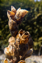 dried plant