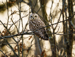 Short-Eared Owl Perched