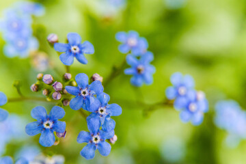 forget me not flowers