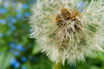 close up of dandelion