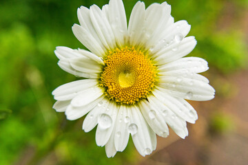 daisy flower whit dew