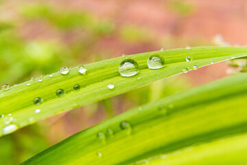 Naklejka premium grass with dew drops