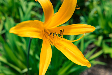 Obraz premium yellow flower