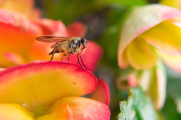 mosquito on flower