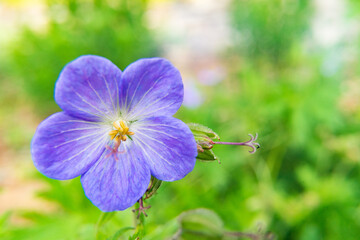 close up of a purple flower