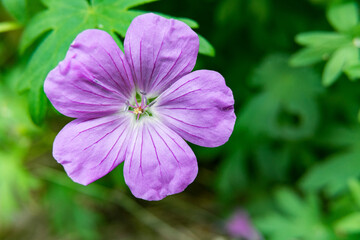 close up of a purple flower