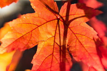 Obraz premium red maple leaves back lighted