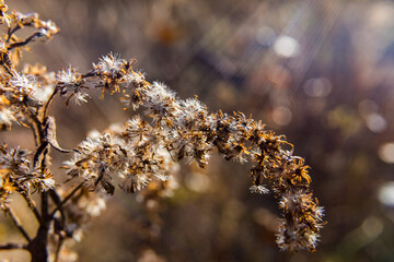autumn leaves on the tree