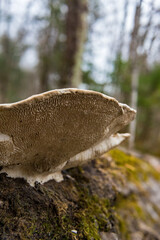 mushroom in the forest