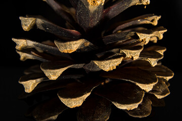 close on a pinecone