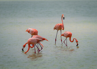 pink flamingos in the water
