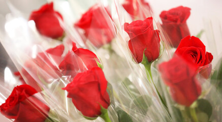 Romantic bouquet of a number of long stem bright red roses. Rose flowers wrapped in clear plastic...