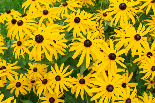 Top View Of Yellow Daisies.