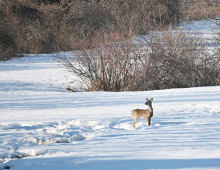 Deer in Snowy Meadow