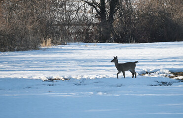 Deer in Snowy Meadow