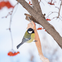 A titmouse eats lard on a tree.