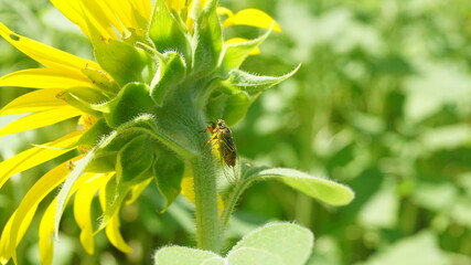 クサゼミとひまわり