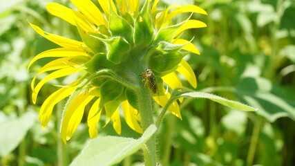 クサゼミ、向日葵で休憩