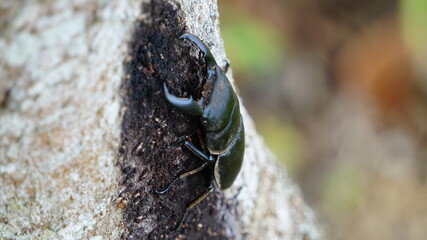やや刃は広げ気味のクワガタ