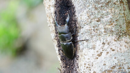 お昼寝中のクワガタ