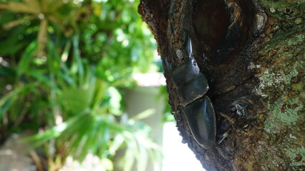 木の陰に隠れるクワガタ