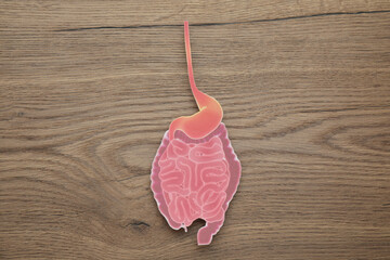 Paper intestine cutout on wooden background, top view