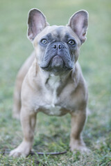 Expressive 6-Month-Old Blue Sable Male Frenchie. Off-leash dog park in Northern California.
