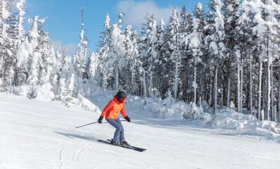 Alpine ski. Skiing woman skier going downhill against snow covered trees on ski trail slope piste...