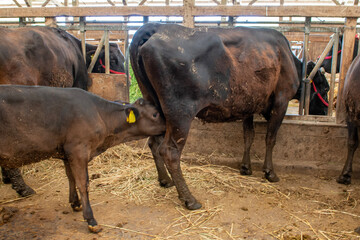 母牛から乳を飲む子牛