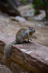 Naklejka na ściany i meble Squirrel standing on a rocky ledge in a National Park daytime closeup view