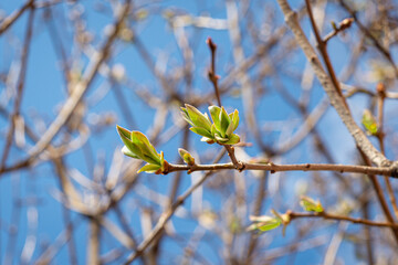 Spring trees. Early spring in the forest.