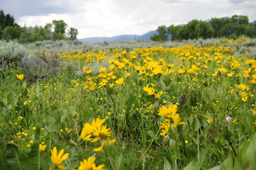 Field of yellow daffodil or any yellow flowers day time trees in the background