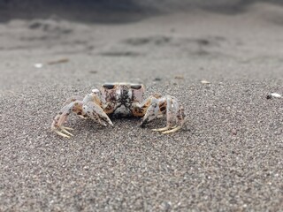 crab on the sand