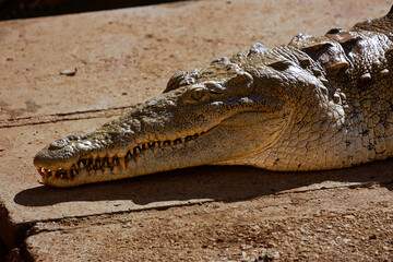 Obraz premium A Cuban Crocodile laying in the sun