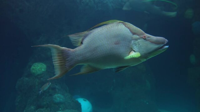 Hogfish Swimming In Fish Tank At Florida Aquarium In Tampa Bay, Florida. close up