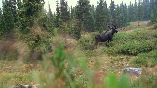 Rack Focus Of Large Brown Moose Standing On Colorado Rocky Mountains.