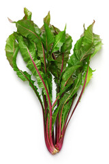 red dandelion, italiko rosse, italian leaf chicory