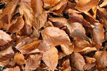 Pile of fallen autumn leaves on ground, top view