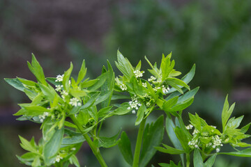 small white flowers of the celery in the garden in spring