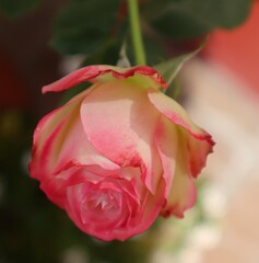 pink rose with water drops
