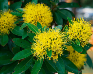 Yellow flowers blooming on the tree in a tropical climate.
