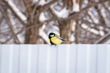 Bird yellow tit on the fence in winter.