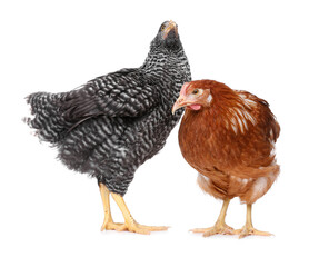 Two different beautiful chickens on white background. Domestic animals