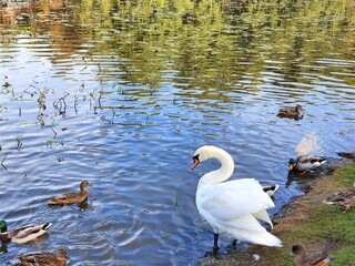 Obraz premium beautiful park with a pond