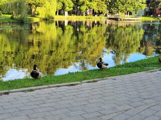 Obraz na płótnie Canvas beautiful park with a pond