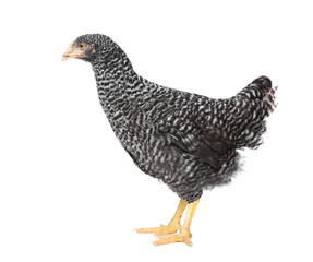 Beautiful chicken on white background. Domestic animal