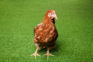 Beautiful chicken on green grass. Domestic animal
