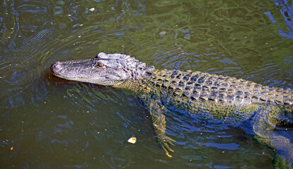 Alligator in Cajun Swamp