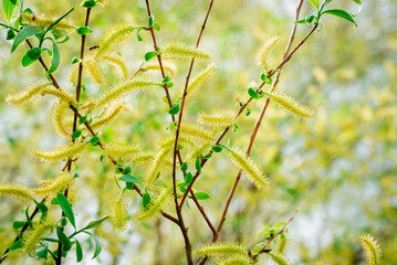 A branch of flowers with green earrings in the spring.
